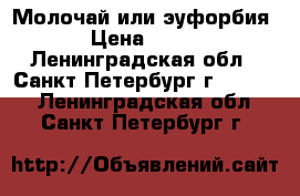 Молочай или эуфорбия › Цена ­ 500 - Ленинградская обл., Санкт-Петербург г.  »    . Ленинградская обл.,Санкт-Петербург г.